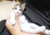 猫アザラシになった子猫