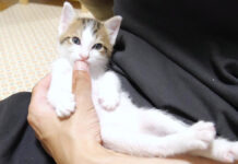 猫アザラシになった子猫