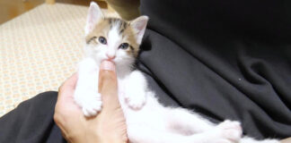 猫アザラシになった子猫