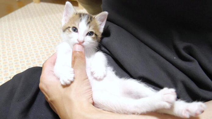 猫アザラシになった子猫