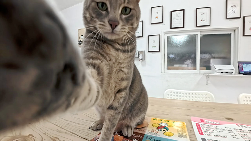 コーヒータイムを妨害してくる猫