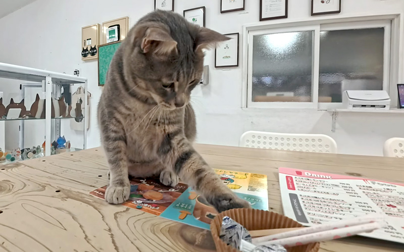 スティックシュガーが気になる猫