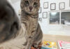 コーヒータイムを妨害してくる猫