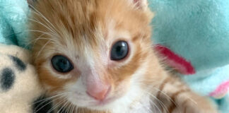 眠たそうな顔でいっぱい話しかけてくる子猫