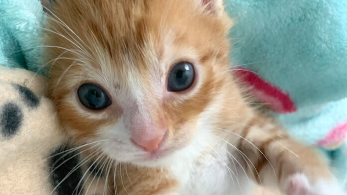 眠たそうな顔でいっぱい話しかけてくる子猫