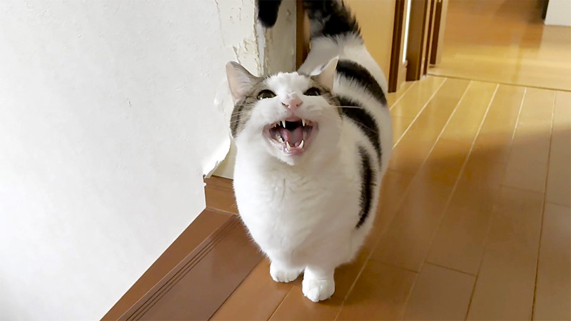 ポッチャリ猫