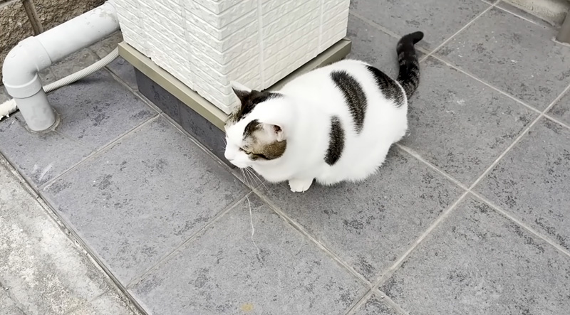 太めの猫