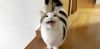 ご近所さんに妊婦さんと間違われてしまった猫
