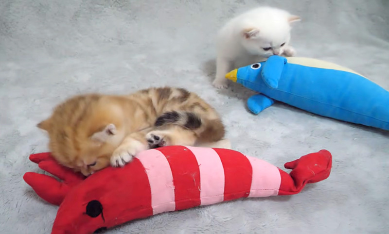 ぬいぐるみで遊ぶ子猫達