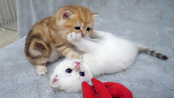 ぬいぐるみを取り合う子猫達