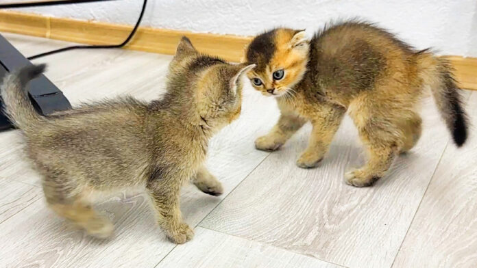 喧嘩する子猫達