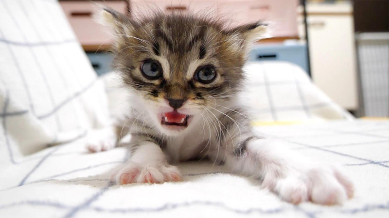 満足そうになる子猫