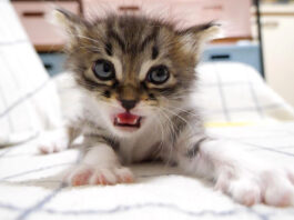 白猫ちゃん、うしろうしろ！ 元気いっぱいの子猫達の姿が可愛すぎる