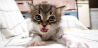 お腹を満たして満足そうに鳴く子猫