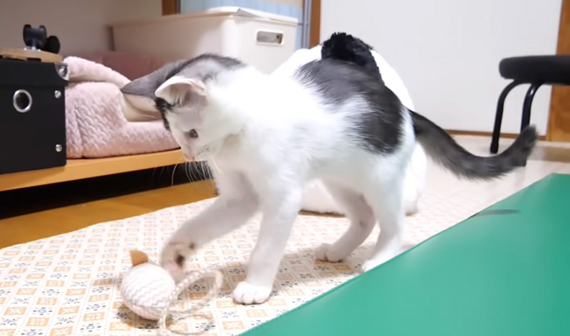 おもちゃのネズミで遊ぶ子猫