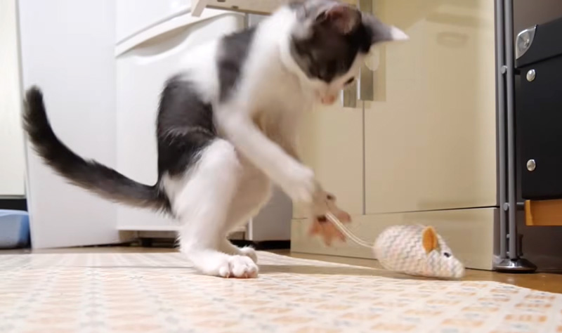 テンションが急上昇した子猫