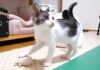 おもちゃのネズミで遊ぶ子猫