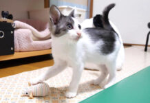 おもちゃのネズミで遊ぶ子猫