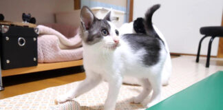 おもちゃのネズミで遊ぶ子猫