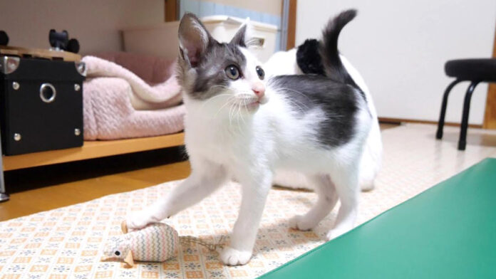 おもちゃのネズミで遊ぶ子猫