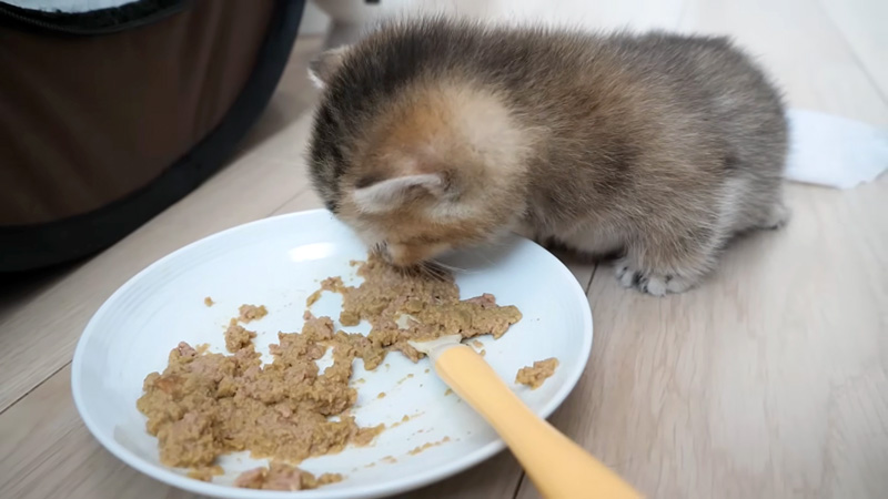 離乳食をモグモグ食べる子猫