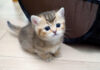 離乳食をお腹いっぱい食べて満足そうな子猫。その可愛い姿に思わず心がポカポカに(*´ェ`*)♡ お腹がいっぱいになって満足そうな子猫