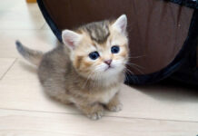 お腹がいっぱいになって満足そうな子猫