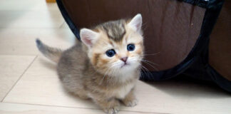 お腹がいっぱいになって満足そうな子猫