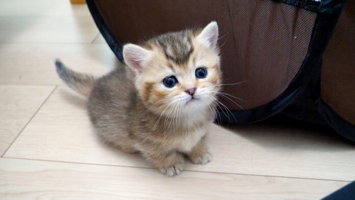 onakaippai_neko_title お腹がいっぱいになって満足そうな子猫