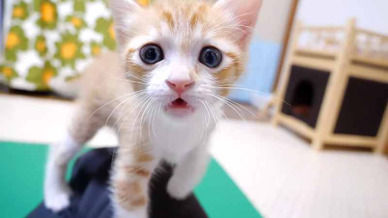 大声で訴えてくる子猫