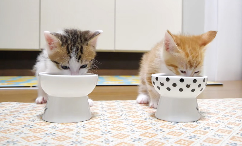 離乳食をモグモグ食べる子猫達