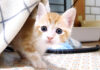 カメラに向かって訴えかけてきた子猫