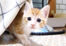 カメラに向かって訴えかけてきた子猫