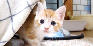 カメラに向かって訴えかけてきた子猫
