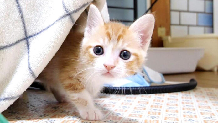 カメラに向かって訴えかけてきた子猫
