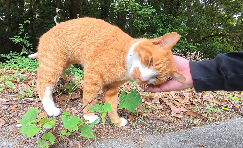 ナデナデされる猫