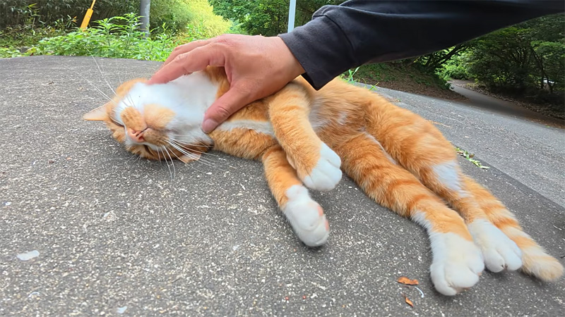 無防備な姿の猫