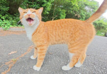 おしゃべりな猫