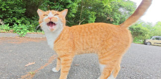 おしゃべりな猫