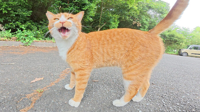 おしゃべりな猫