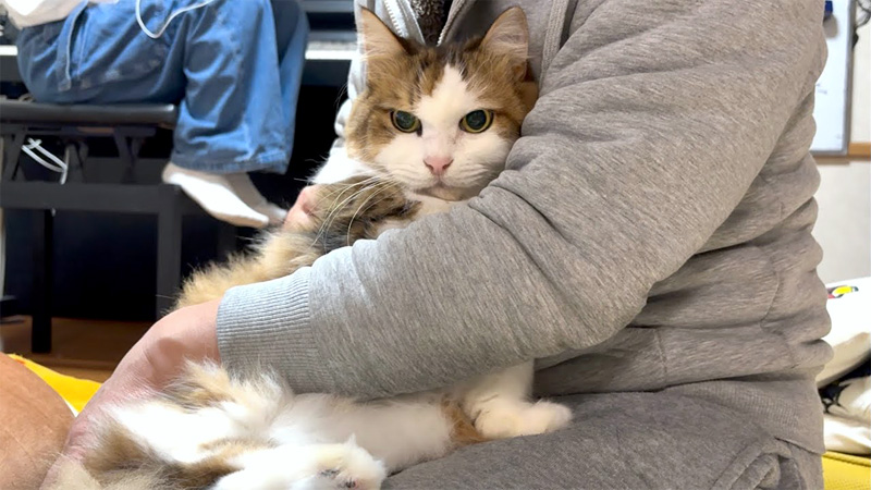 お手手ないないする猫