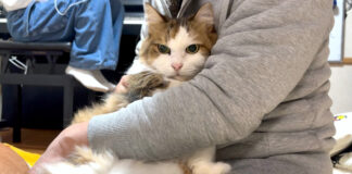 お手手ないないする猫
