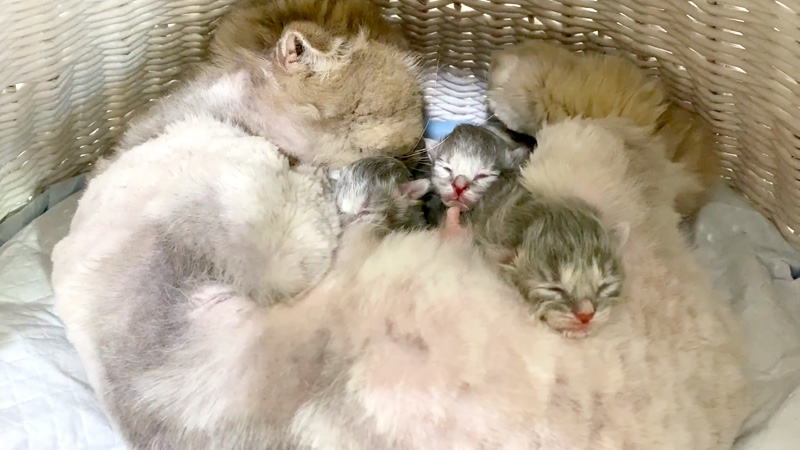 生まれたばかりの子猫達