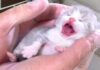 人生の最初の日を迎えた子猫