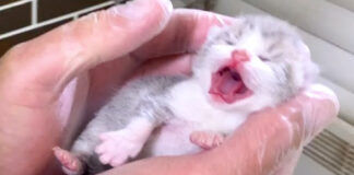 人生の最初の日を迎えた子猫