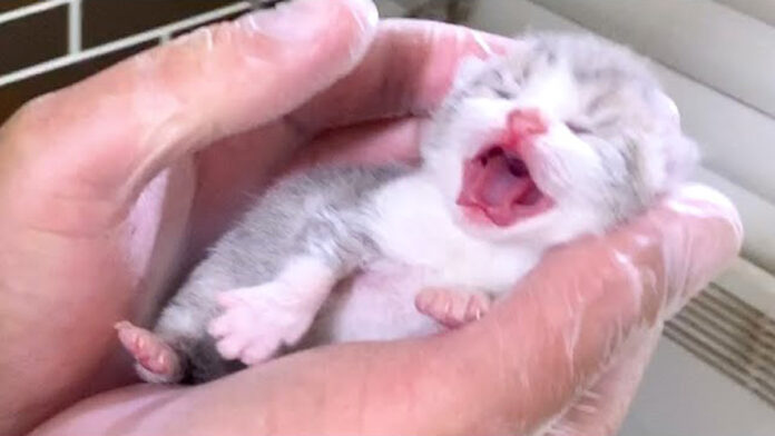 人生の最初の日を迎えた子猫