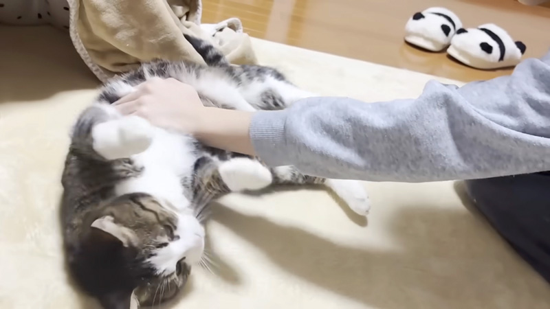転がされる猫