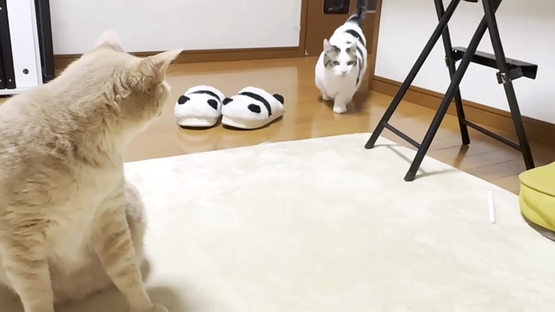 ポテポテやって来る猫