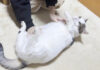 転がされる猫