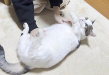 転がされる猫